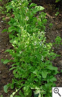Semis de roquette au potager