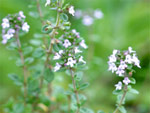 Plantes antimoustiques