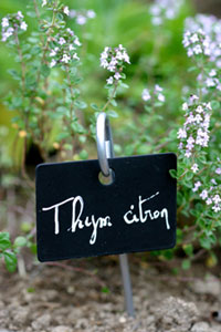 Thym citron