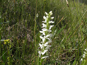 Orchidée sauvage dans une tourbière