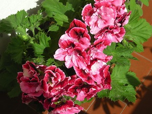Pelargonium grandiflorum
