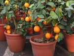 Oranger et citronnier : en pot, c'est possible