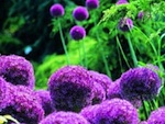 Bulbes originaux pour le printemps