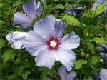 Hibiscus syriacus (alth�a)