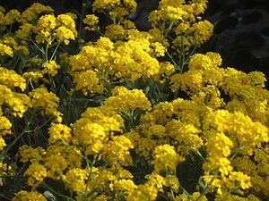 Alyssum saxatile