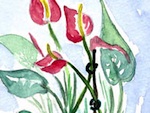Anthurium