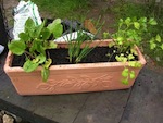 Une jardinière d'aromatiques