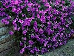 L'aubriète