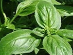 Basilic