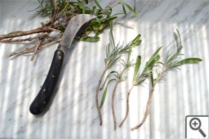 Boutures de lavande pr&eacute;par&eacute;es