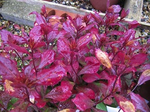 Ceratostigma plumbaginoides à l'automne