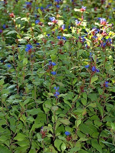 Ceratostigma plumbaginoides