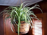 Chlorophytum