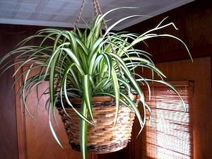 Chlorophytum