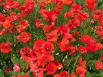 Gentil coquelicot