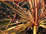 Cordyline