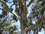 Eucalyptus