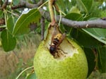 Oiseaux, gu�pes, fourmis... prot�gez les r�coltes du verger