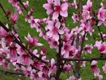 Mon arbre fruitier en avril