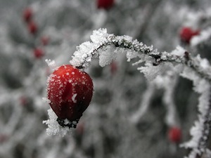 Givre
