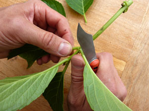 Suppression des feuilles en partie basse