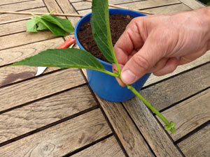 Bouture prête pour plantation