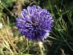 Un beau jardin sans eau, c'est possible !