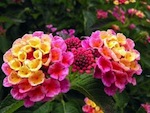 Lantana