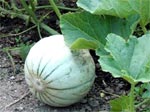 Melon au potager