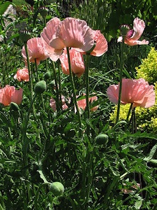 Papaver orientale 'Patty's plum'