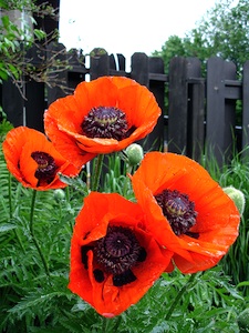 Pavots d'Orient