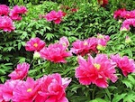 Pivoine arbustive