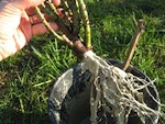 Planter un rosier à racines nues