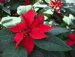 Poinsettia