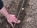 Pomme de terre : plantation