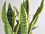 Sansevieria