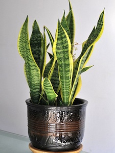 Sansevieria trifasciata