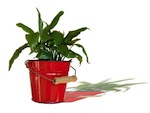 Plantes d�polluantes