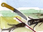 Tailler les racines des arbres