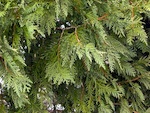 Thuya : plantation et entretien