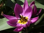Cultiver des tulipes botaniques en pot
