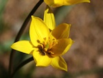 La tulipe sauvage en France