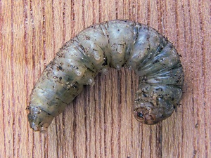 Chenille de Agrotis ipsilon