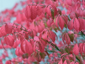 Euonymus alatus