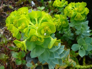 Euphorbia myrsinites