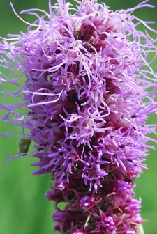 Liatris pycnostachya