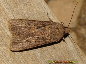 Agrotis ipsilon - Imago