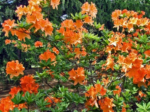 Rhododendron mollis 'Lemorara'