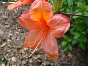 Azalée caduque - fleur