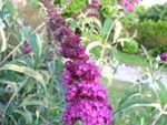Buddleia (ou arbre aux papillons)
